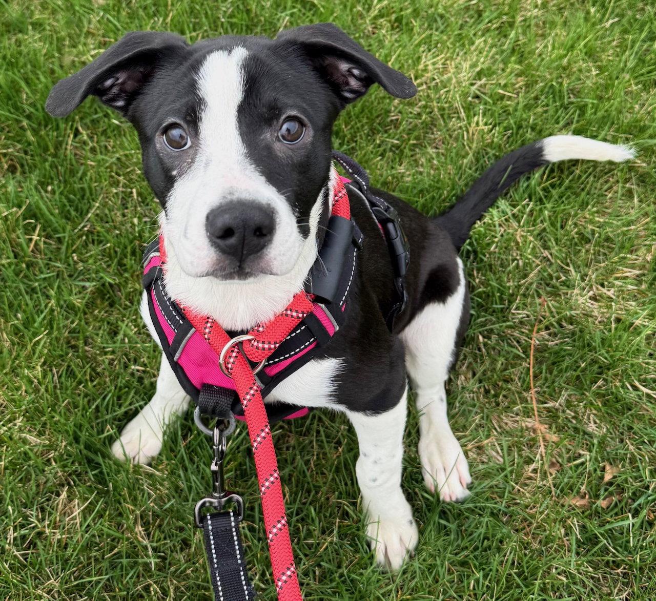 Enlarge Allspice, a Adoptable mixed breed in GILBERTS, IL image 3/3