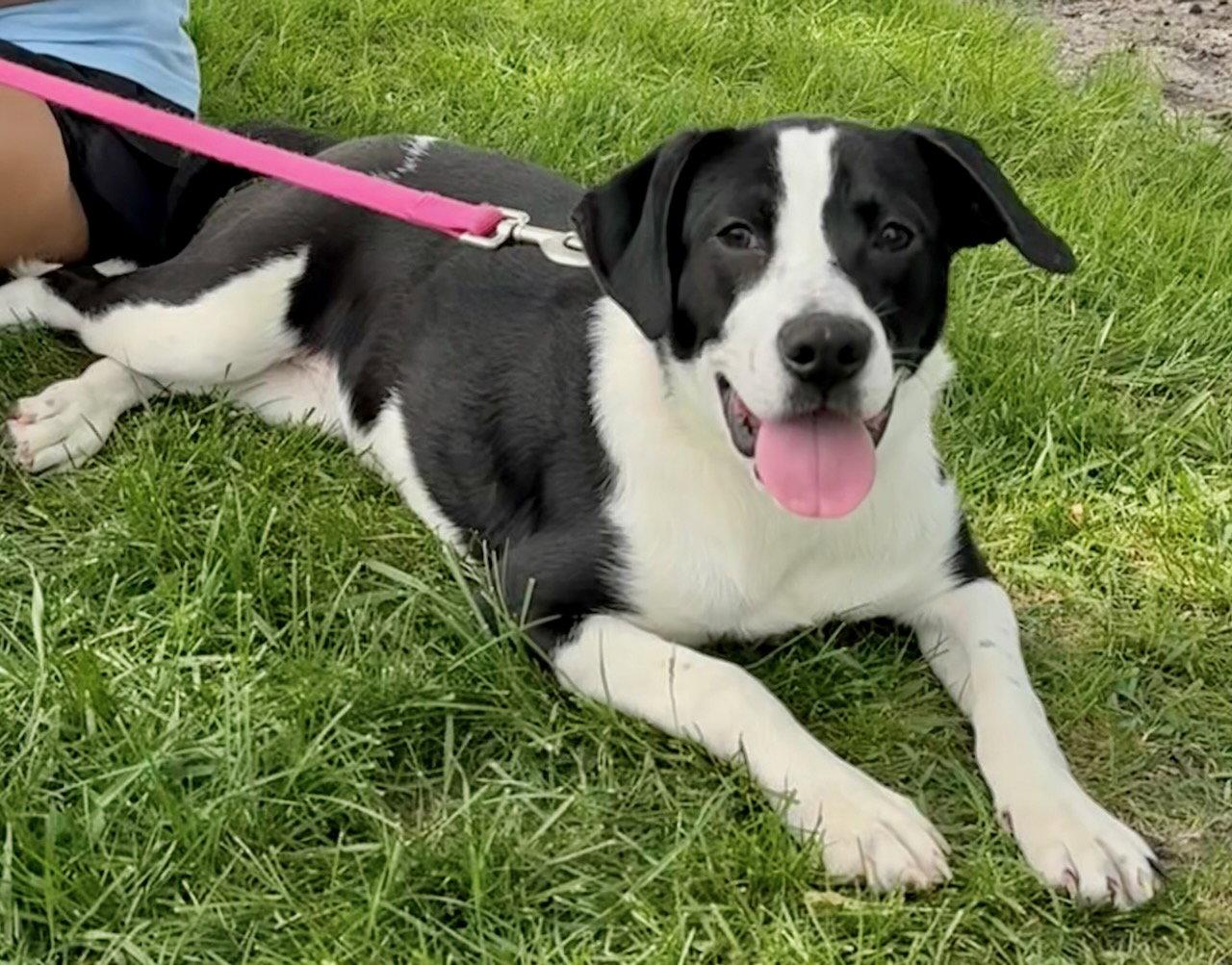 Allspice, a Adoptable mixed breed in GILBERTS, IL image 3/3