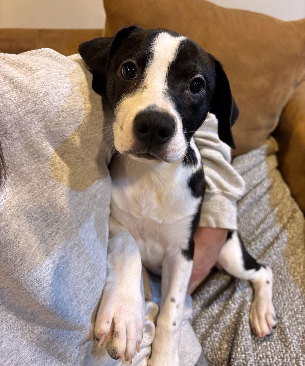 Enlarge Allspice, a Adoptable mixed breed in GILBERTS, IL image 3/3