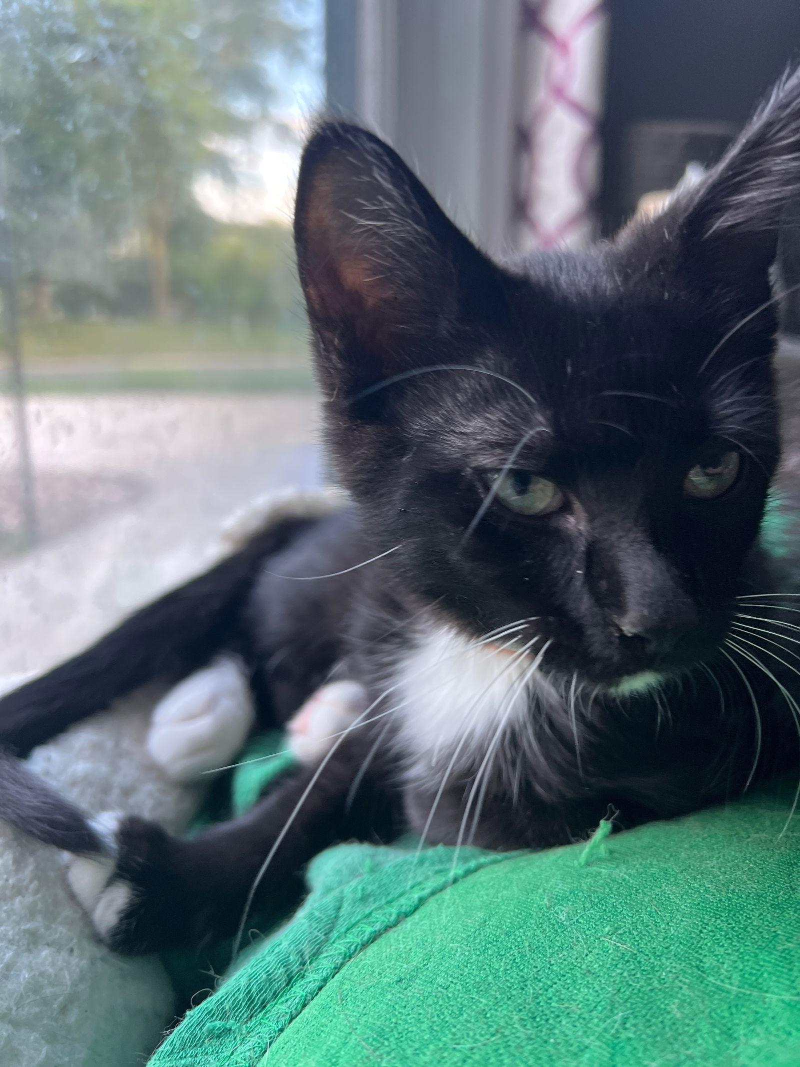 Bowser, Adoptable, Kitten Male Domestic Medium Hair.