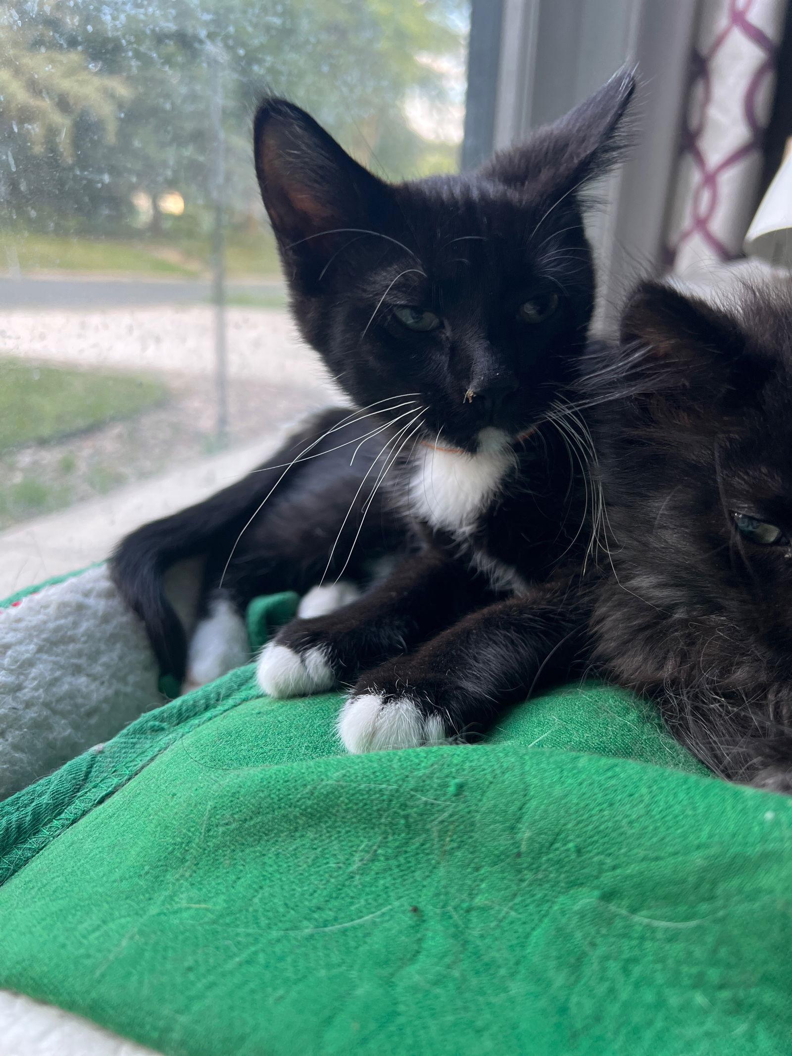 Enlarge Bowser, a Adopted Domestic Medium Hair in Forest Lake, MN image 2/2