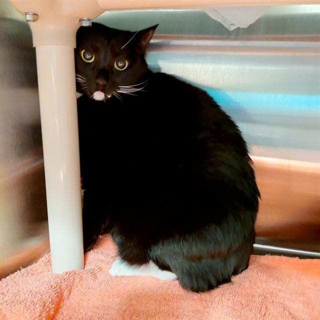 MONICA, Adoptable, Adult Female Domestic Short Hair.