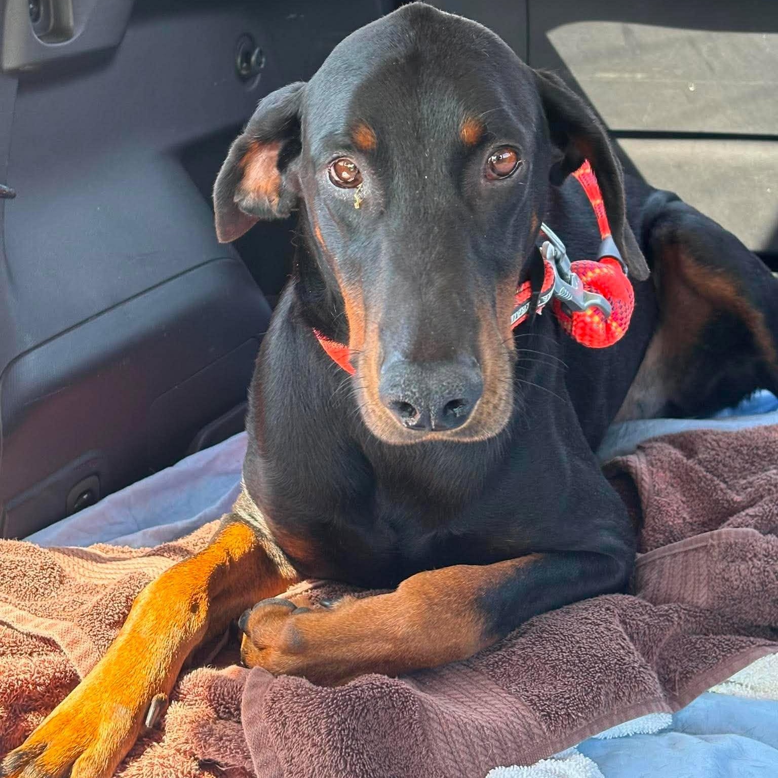 Dobby, a ADOPTABLE Doberman Pinscher in Yukon, OK image 1/4