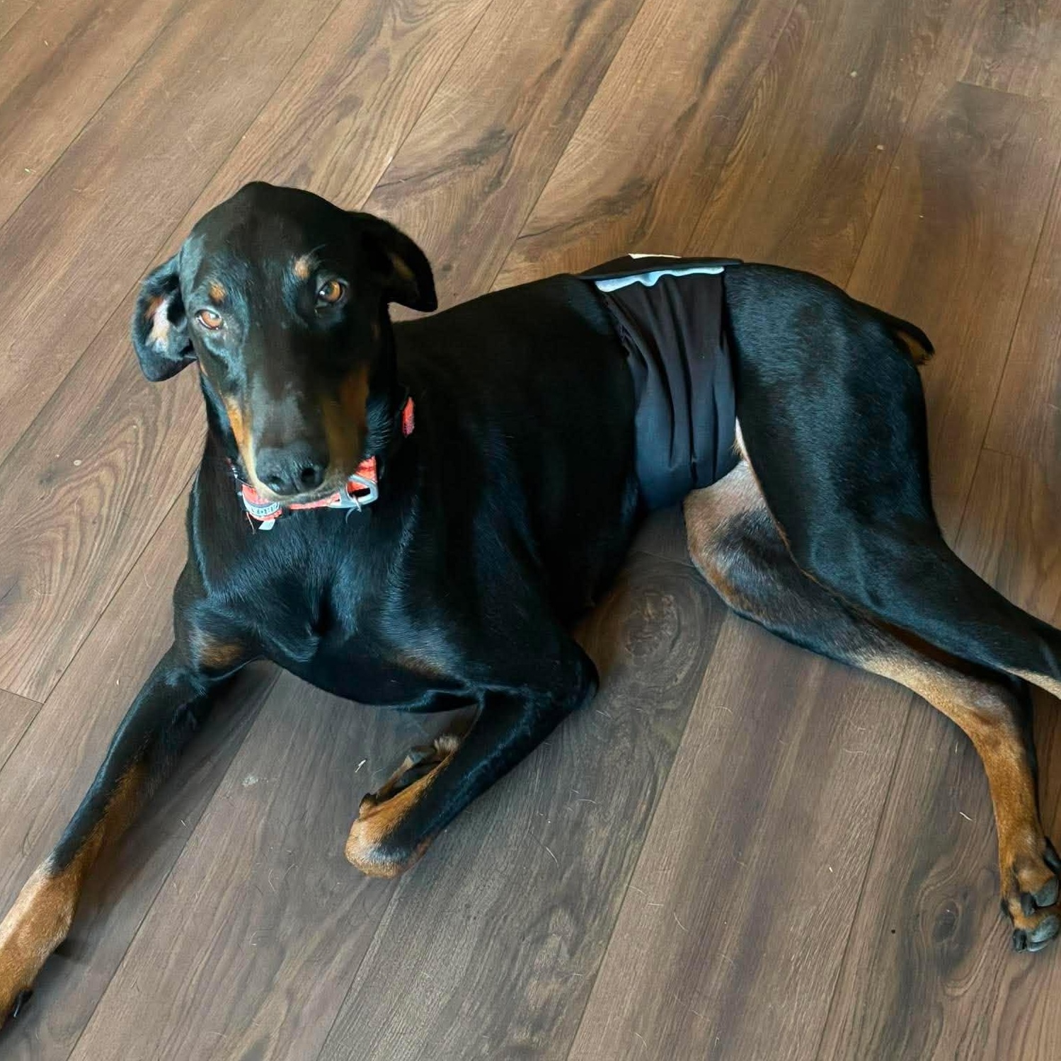 Dobby, a ADOPTABLE Doberman Pinscher in Yukon, OK image 2/4