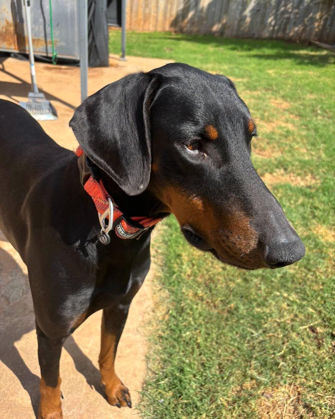 Enlarge Dobby, a Adoptable Doberman Pinscher in Yukon, OK image 1/6