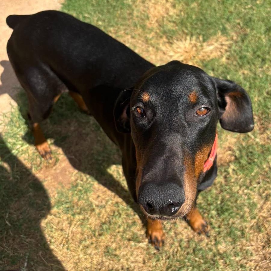 Enlarge Dobby, a Adoptable Doberman Pinscher in Yukon, OK image 3/6