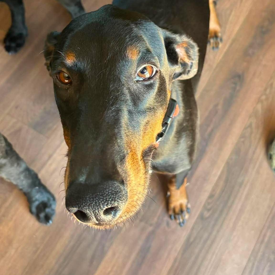 Dobby, a ADOPTABLE Doberman Pinscher in Yukon, OK image 3/4