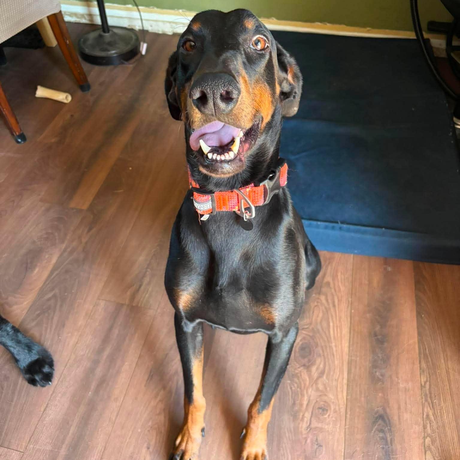 Dobby, a ADOPTABLE Doberman Pinscher in Yukon, OK image 4/4