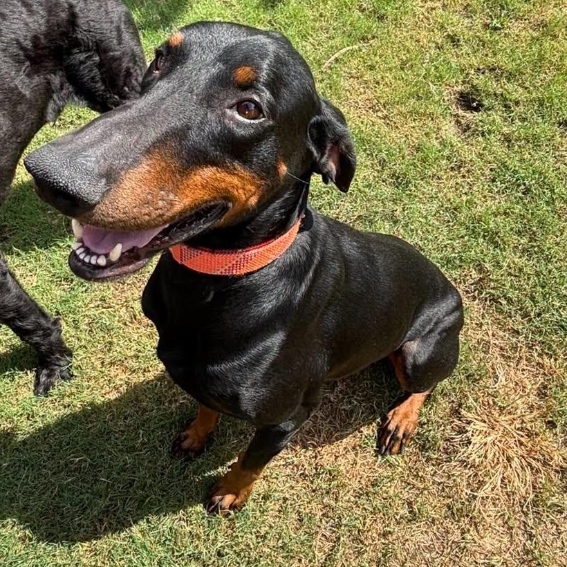 Enlarge Dobby, a Adoptable Doberman Pinscher in Yukon, OK image 2/6