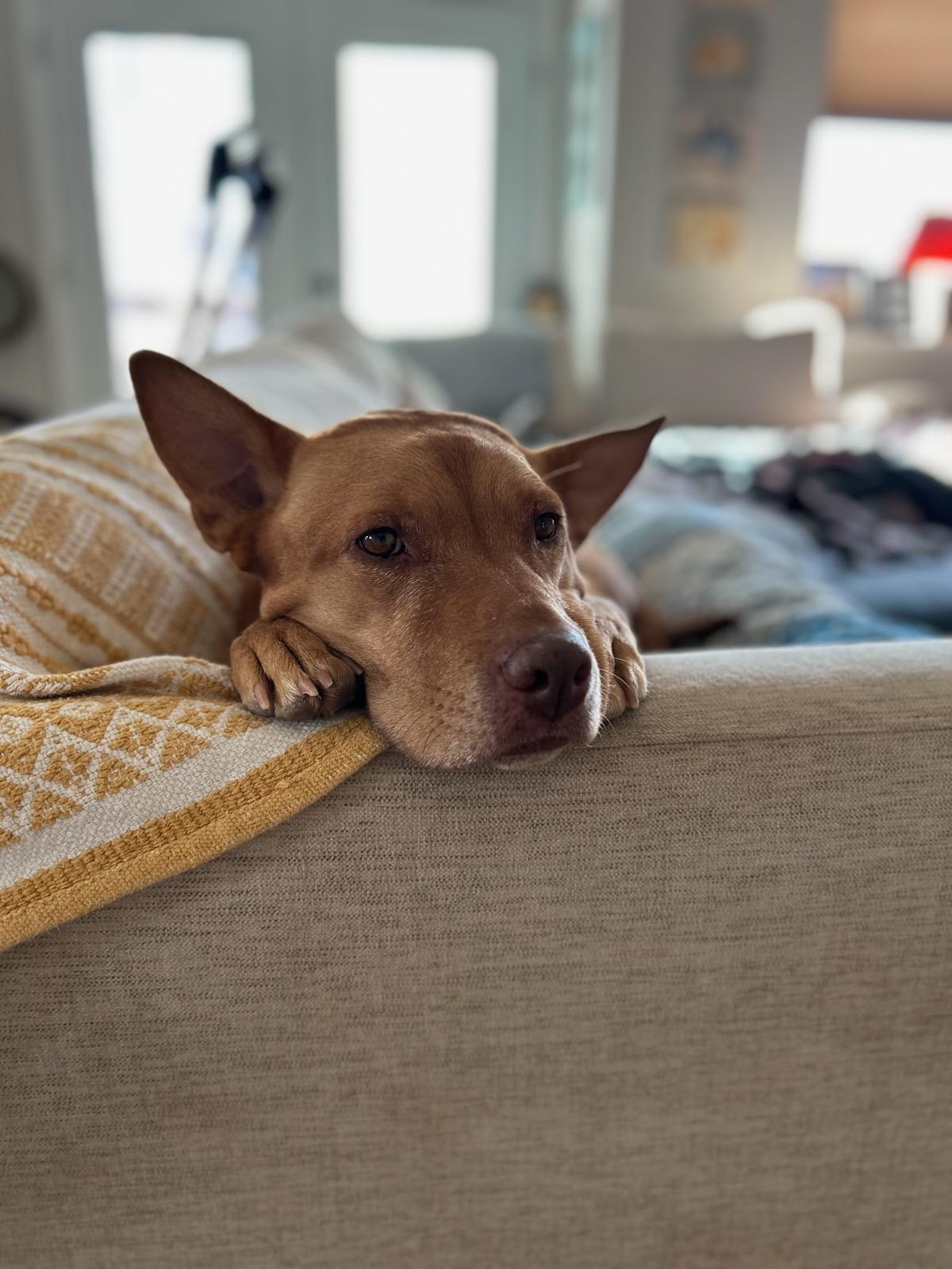 Enlarge Freya, a Adoptable mixed breed in Grand Junction, CO image 1/6
