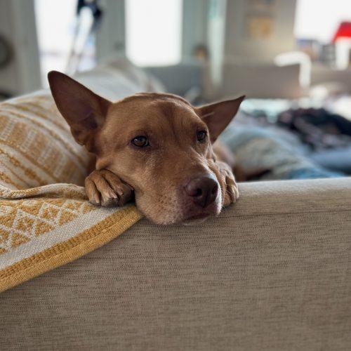 Freya, Adoptable, Adult Female Retriever & Shepherd.