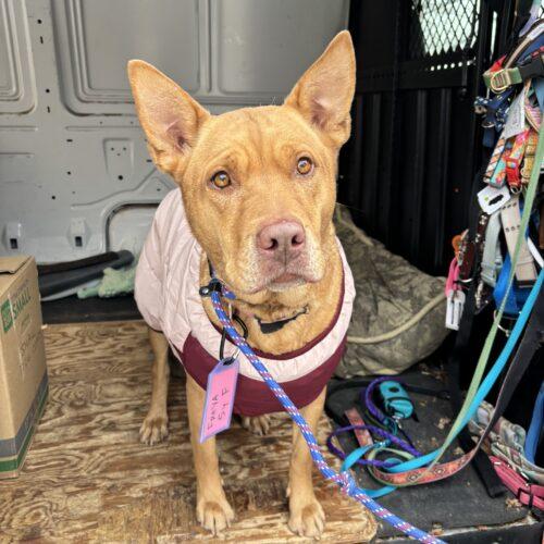 Enlarge Freya, a Adoptable mixed breed in Grand Junction, CO image 2/6