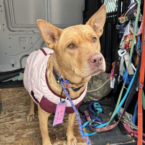 Enlarge Freya, a Adoptable mixed breed in Grand Junction, CO image 3/6