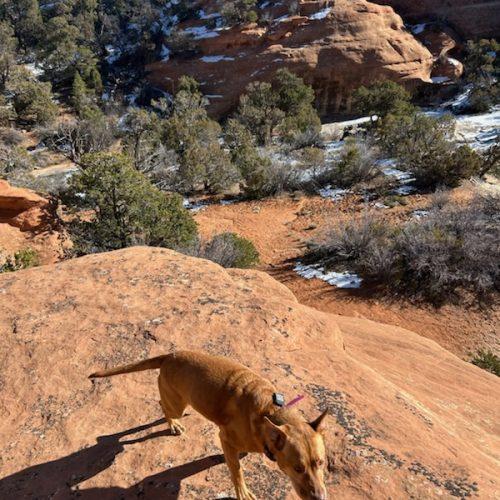 Enlarge Freya, a Adoptable mixed breed in Grand Junction, CO image 4/6