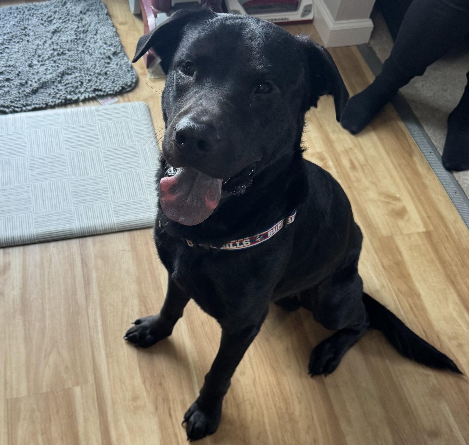 Enlarge Shadow, a Adoptable Labrador Retriever in Lockport, NY image 1/3