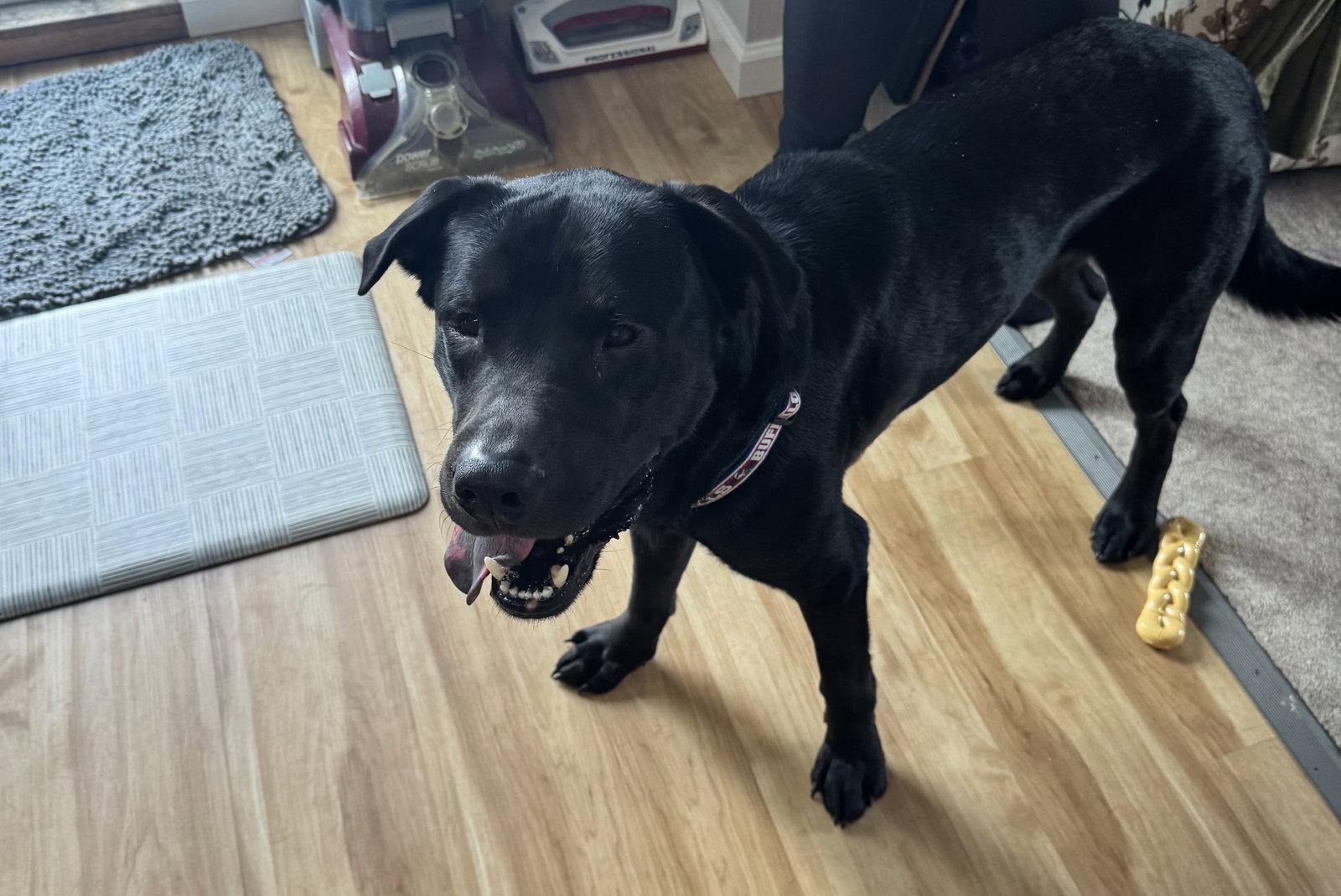 Enlarge Shadow, a Adoptable Labrador Retriever in Lockport, NY image 2/3
