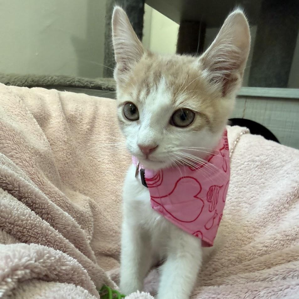 Maverick, adopted, Kitten Male Domestic Short Hair.