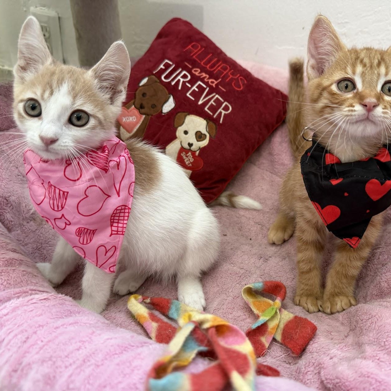 Enlarge Maverick, an adopted Domestic Short Hair in boston, MA image 6/6