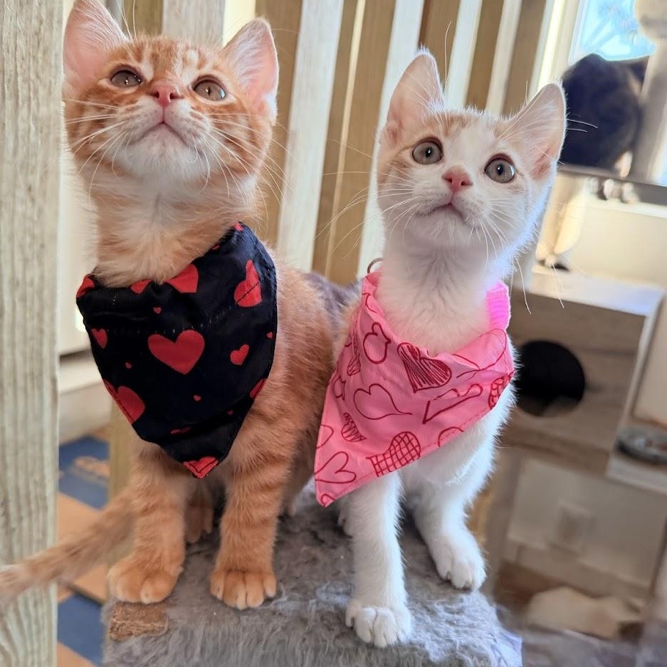 Enlarge Maverick, an adopted Domestic Short Hair in boston, MA image 3/6