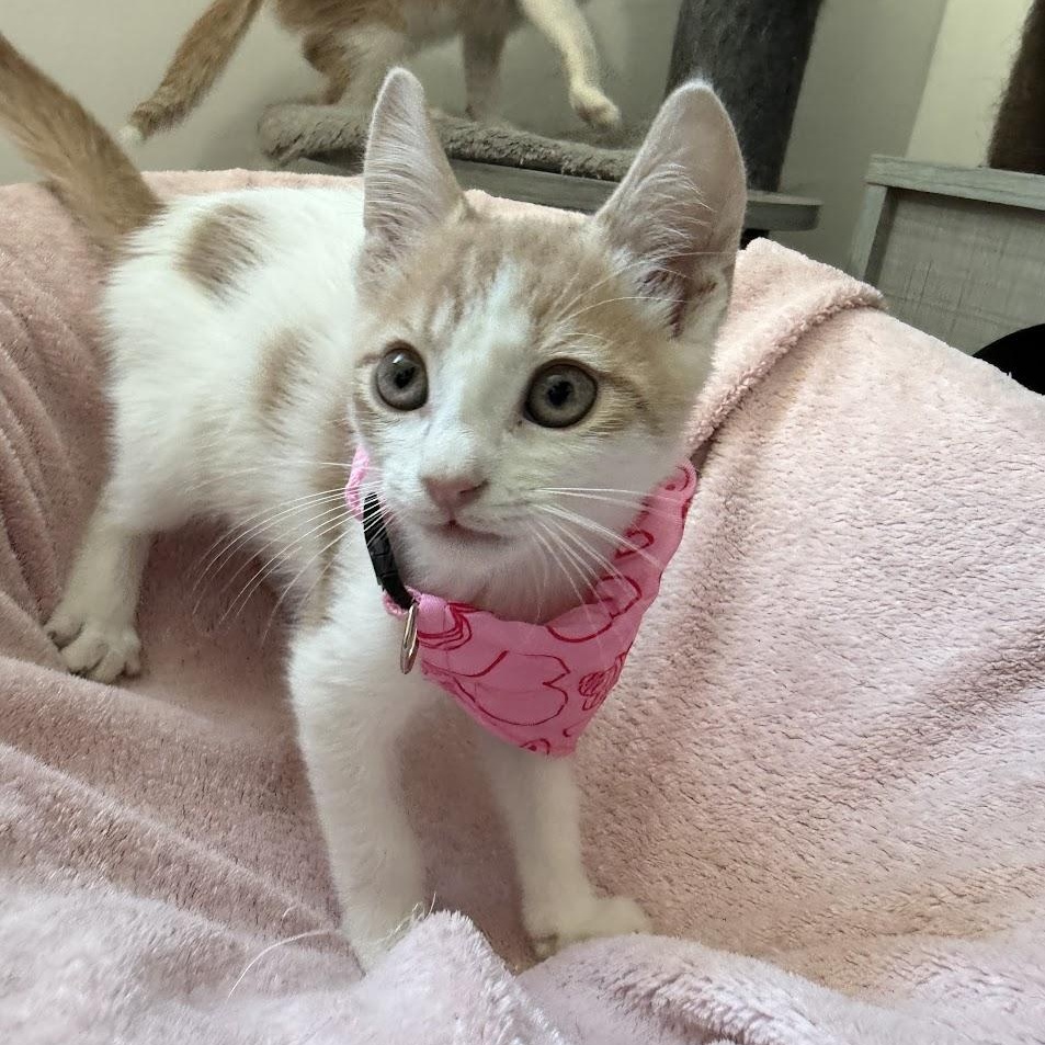 Enlarge Maverick, an adopted Domestic Short Hair in boston, MA image 4/6