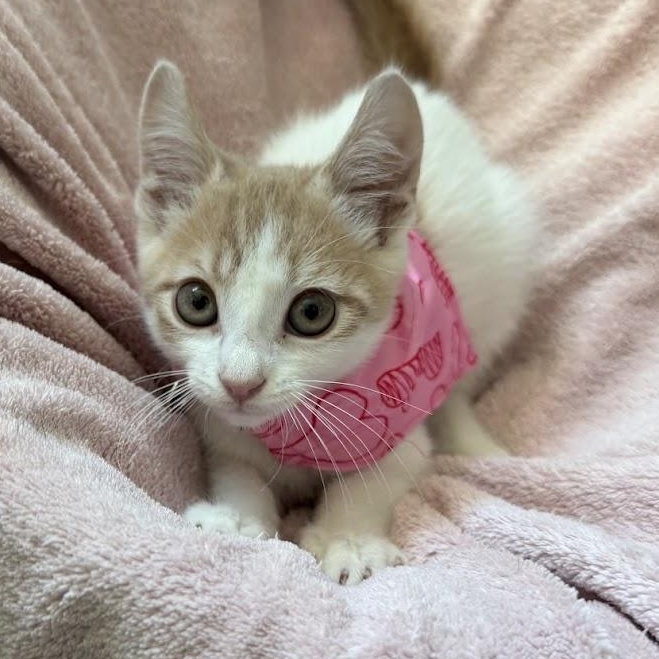 Enlarge Maverick, an adopted Domestic Short Hair in boston, MA image 2/6