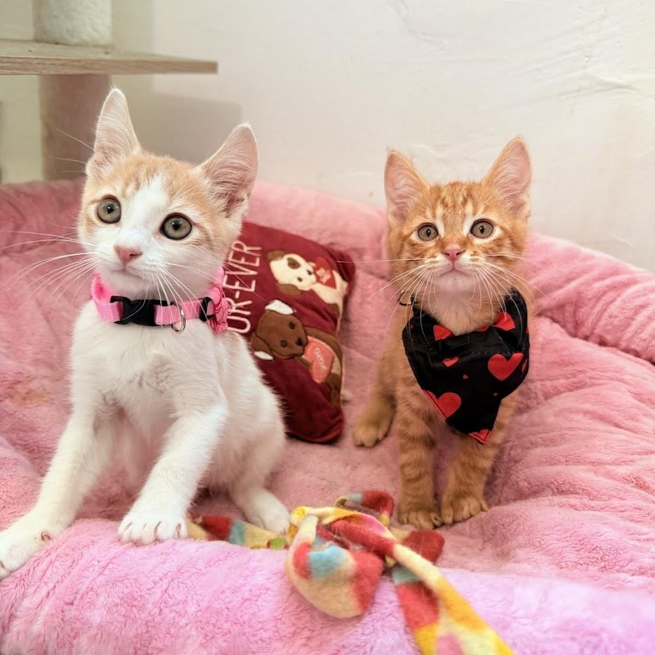 Enlarge Maverick, an adopted Domestic Short Hair in boston, MA image 5/6