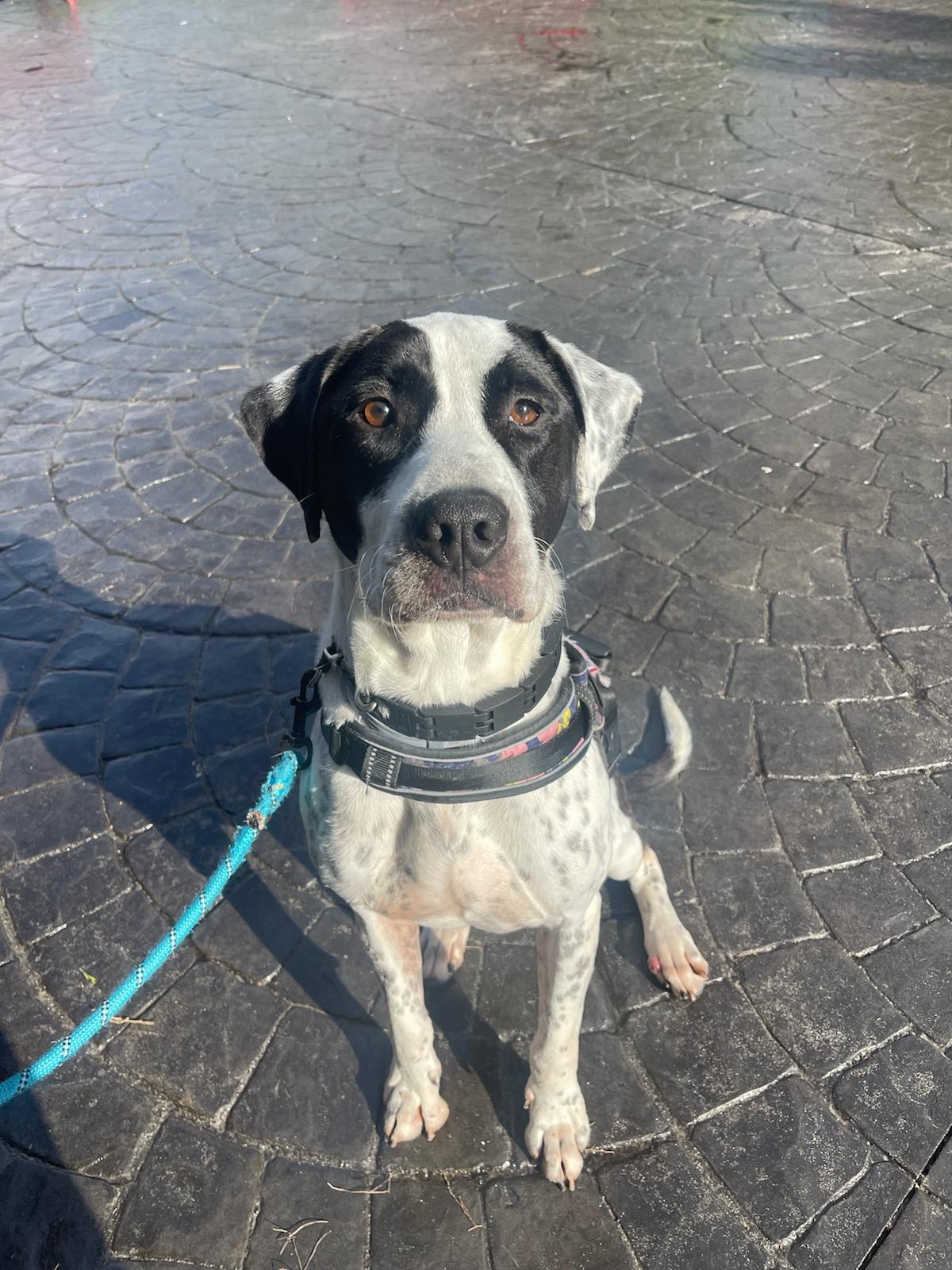 Kai, Adoptable, Adult Male Pointer.