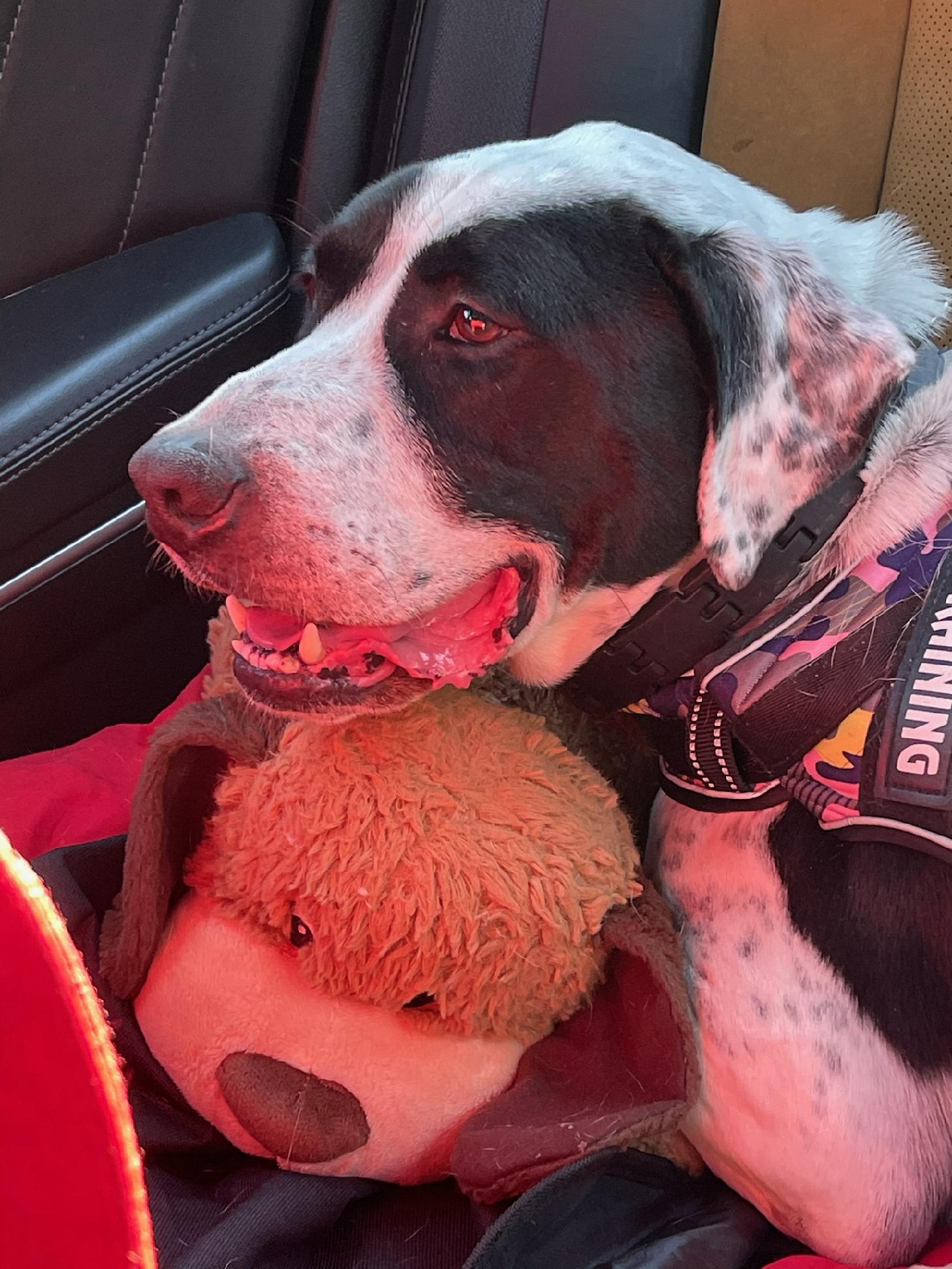 Kai, a Adoptable Pointer in Richmond, VA image 2/6