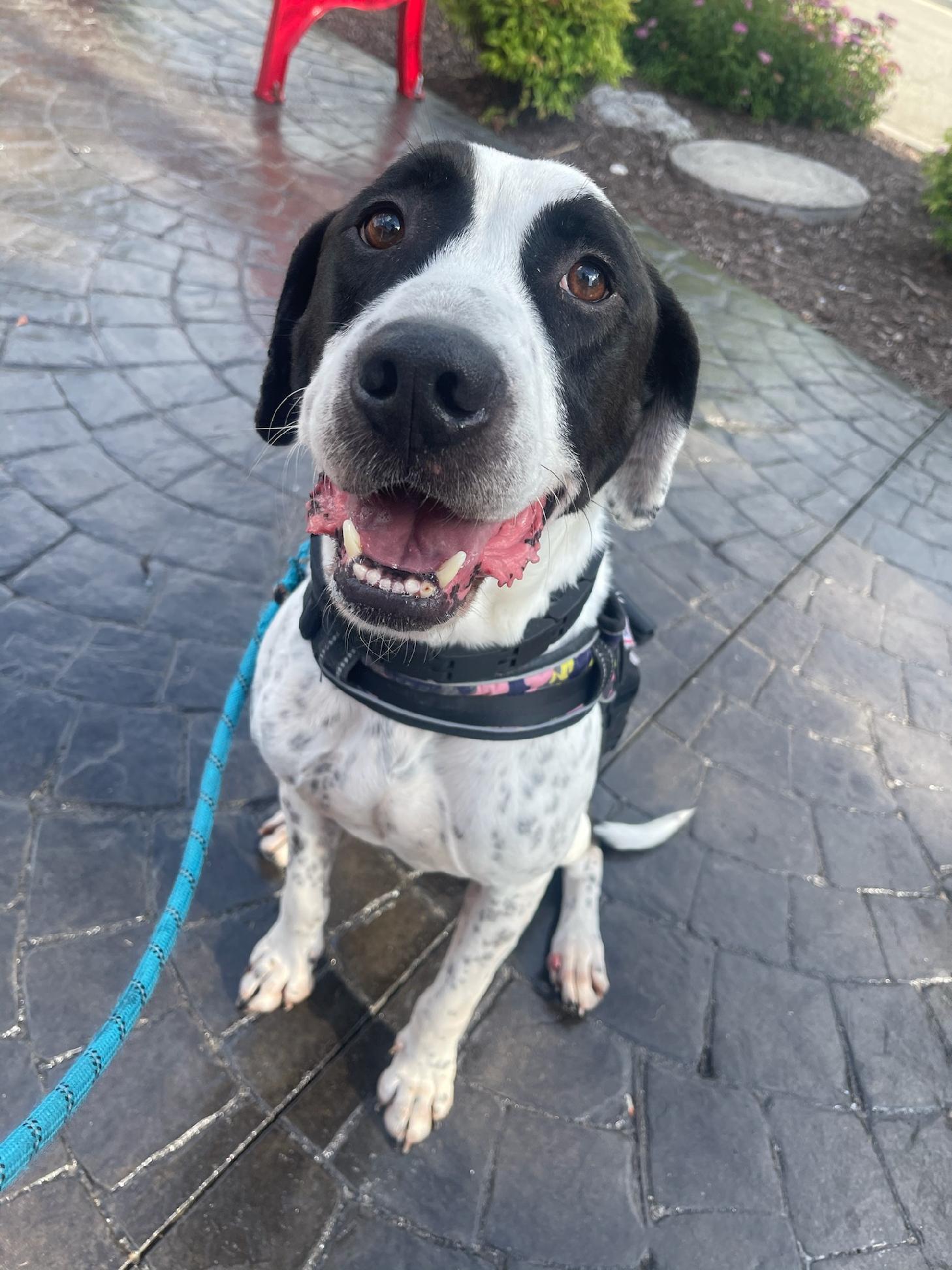 Kai, a Adoptable Pointer in Richmond, VA image 3/6