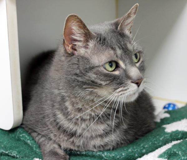 Sully, a ADOPTABLE Domestic Medium Hair in Mansfield, MA image 3/3