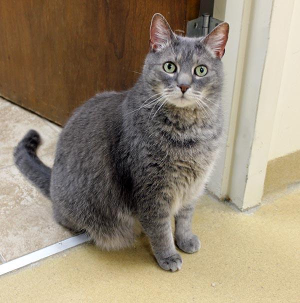 Sully, ADOPTABLE, Adult Male Domestic Medium Hair.