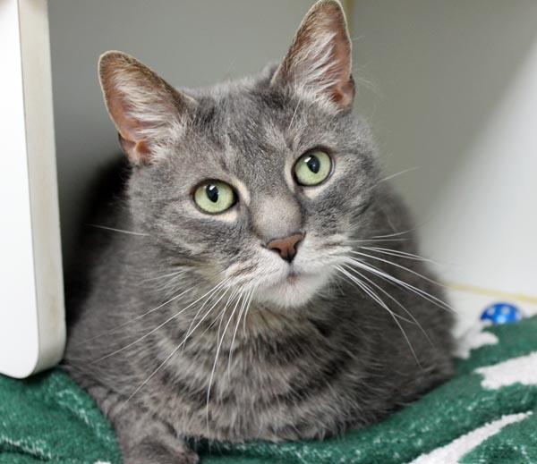 Sully, a ADOPTABLE Domestic Medium Hair in Mansfield, MA image 2/3