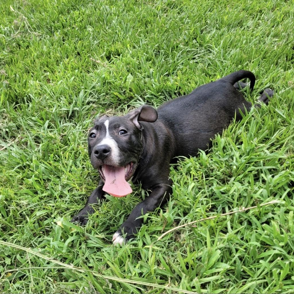 Enlarge Romeo, a Adoptable American Bulldog in Conway, SC image 1/1