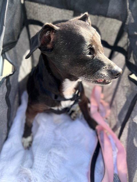 Pip, Adopted, Senior Female Chihuahua.