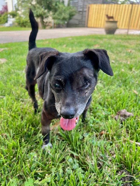 Enlarge Pip, a Adopted Chihuahua in Nashville, TN image 2/3