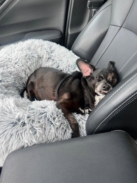 Enlarge Pip, a Adopted Chihuahua in Nashville, TN image 3/3