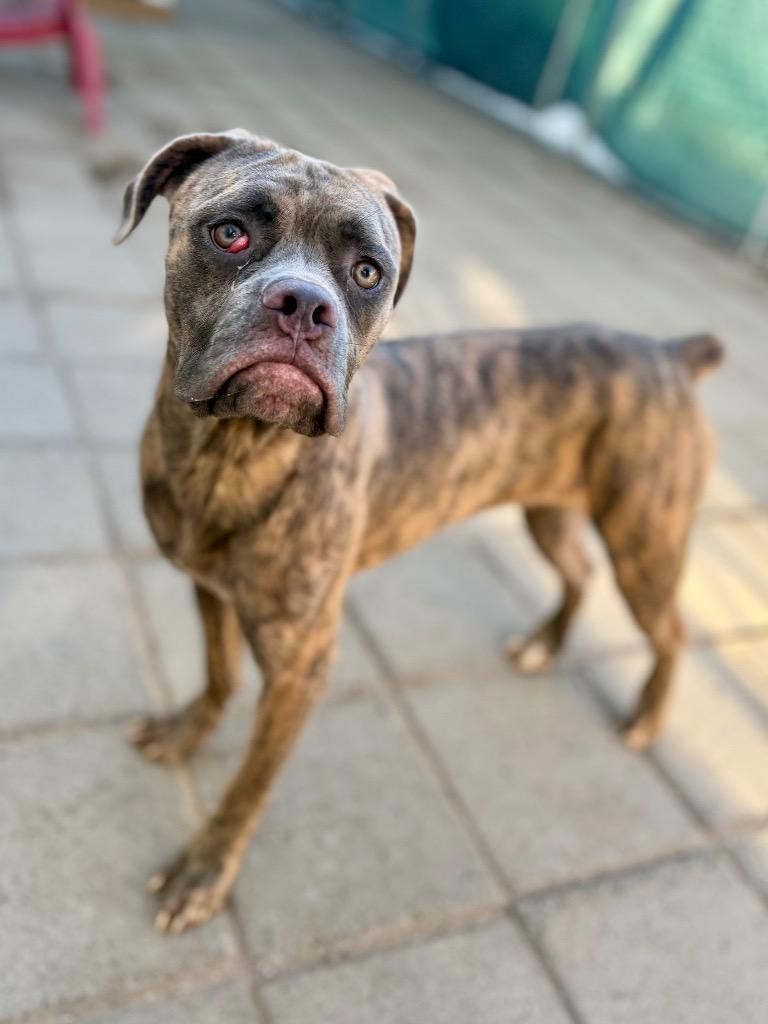 Bailey, Adoptable, Puppy Female Mastiff.