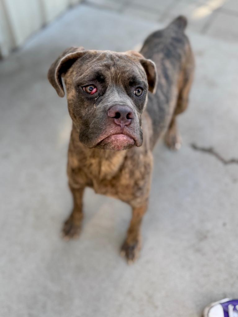 Enlarge Bailey, a Adoptable Mastiff in Muskegon, MI image 2/2