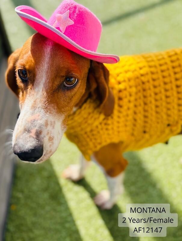 Montana, Adoptable, Adult Female Foxhound.
