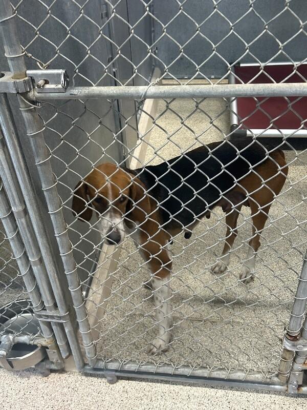 Montana, a Adoptable Foxhound in Supply, NC image 2/2