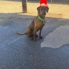 Copper, adoptable, Young Male Redbone Coonhound & Rhodesian Ridgeback.