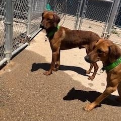 Copper, an adoptable mixed breed in Bernalillo, NM image 3/3