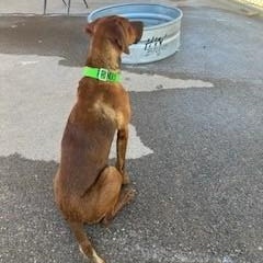 Copper, an adoptable mixed breed in Bernalillo, NM image 2/3