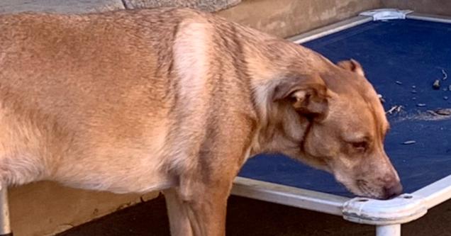 Laramie, Adoptable, Young Male Labrador Retriever & Retriever.