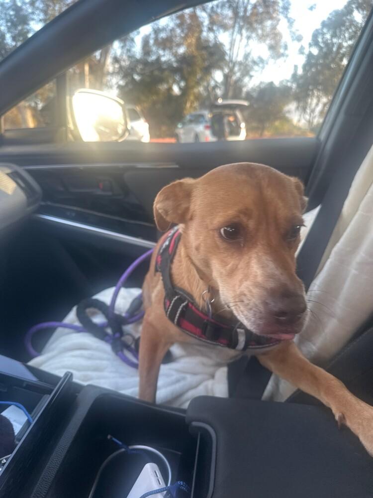 Laramie, Adoptable, Young Male Labrador Retriever & Retriever.