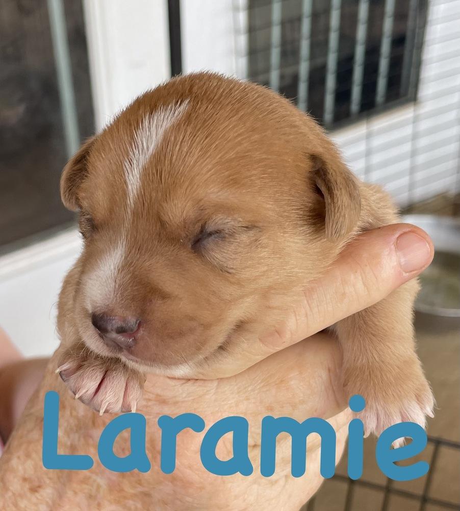 Enlarge Laramie, a Adoptable mixed breed in Bonita, CA image 2/4
