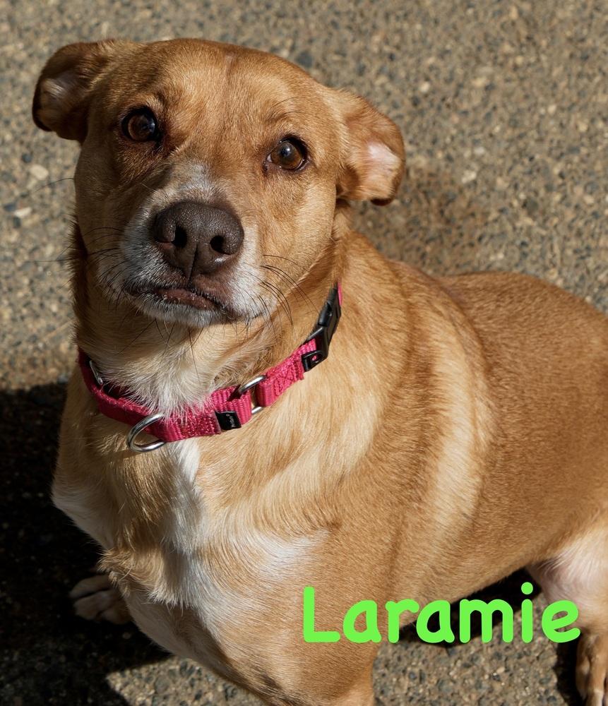 Laramie, a Adoptable mixed breed in Bonita, CA image 2/4