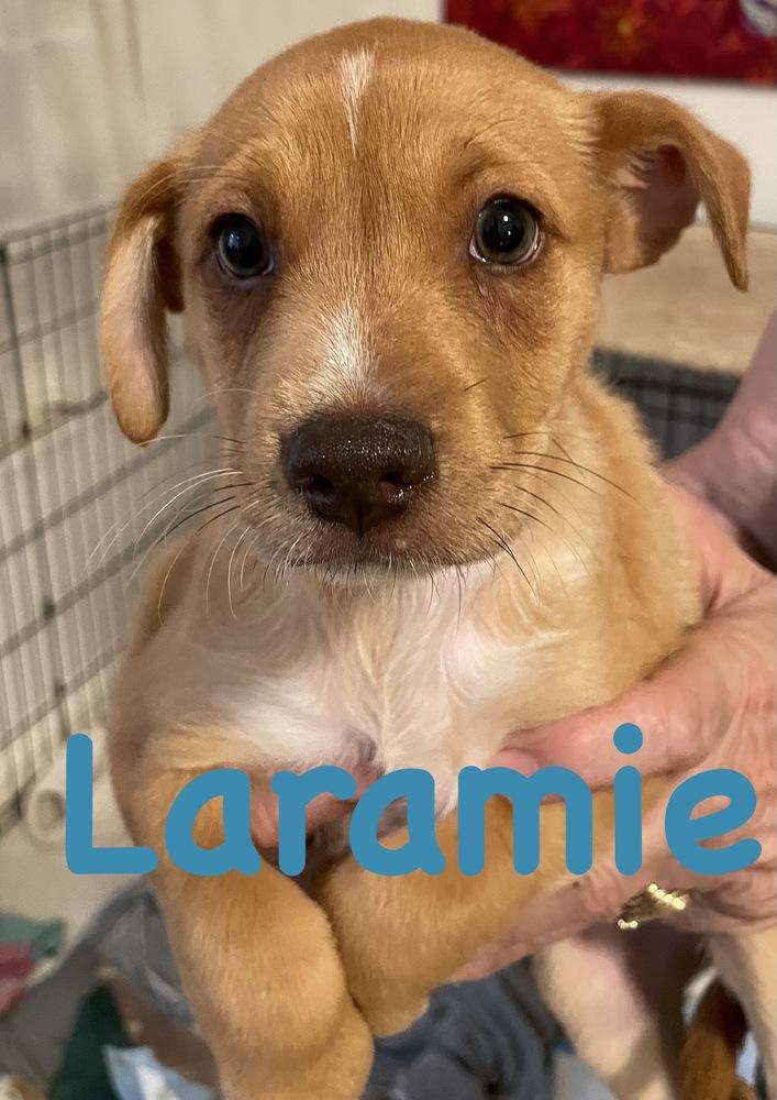 Enlarge Laramie, a Adoptable mixed breed in Bonita, CA image 3/4