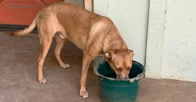 Laramie, Adoptable, Young Male Terrier & Chihuahua.