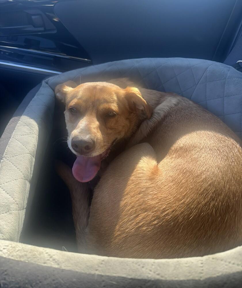 Laramie, a Adoptable mixed breed in Bonita, CA image 2/6